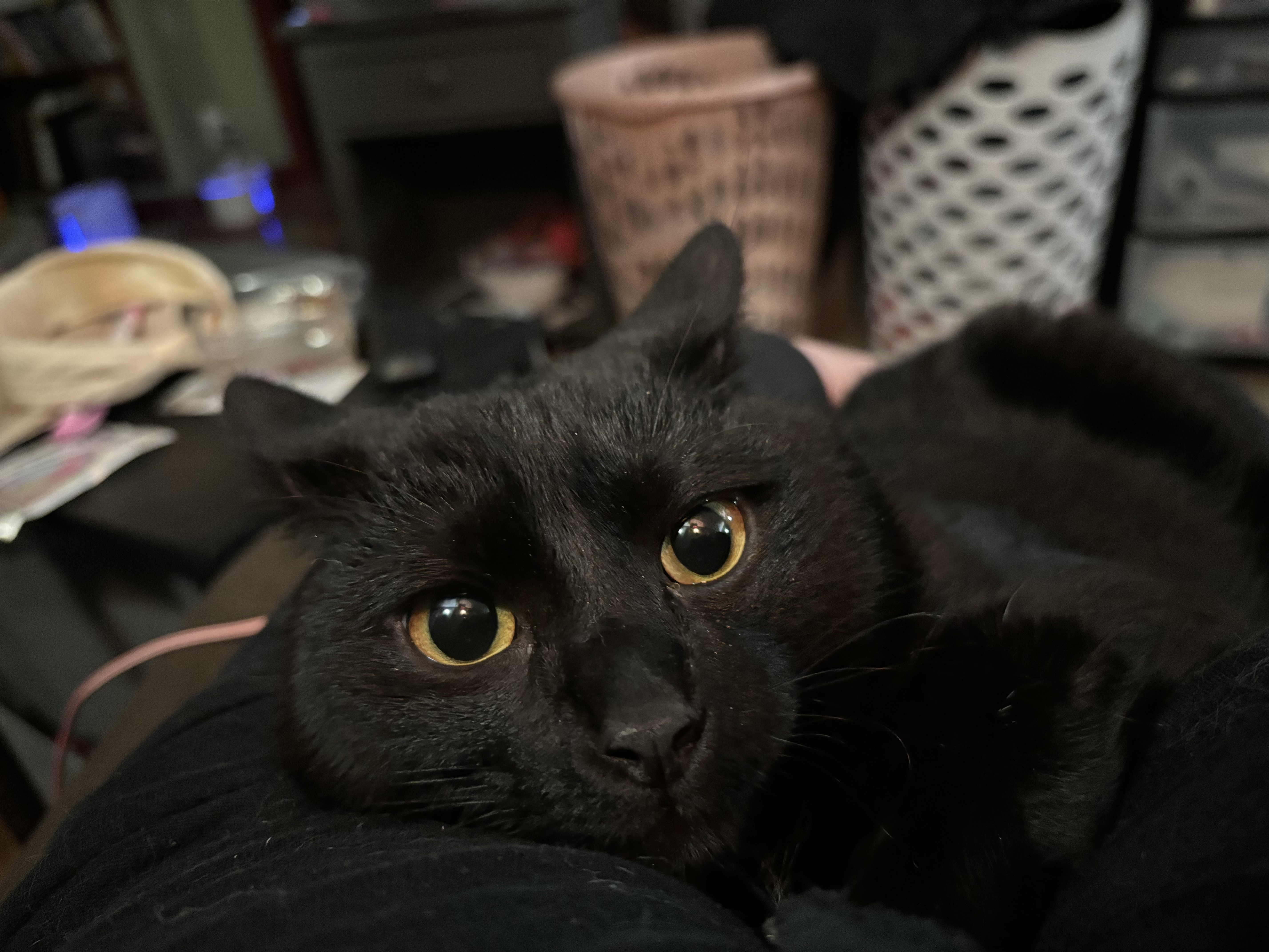 Copia